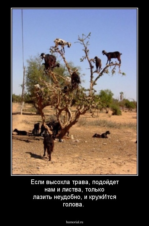 Если высохла трава, подойдет нам и листва,
только лазить неудобно, и кружИтся голова.