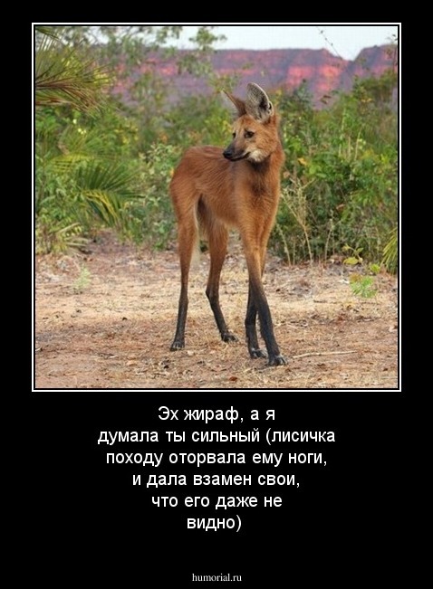 Эх жираф, а я думала ты сильный (лисичка походу оторвала ему ноги, и дала взамен свои, что его даже не видно)