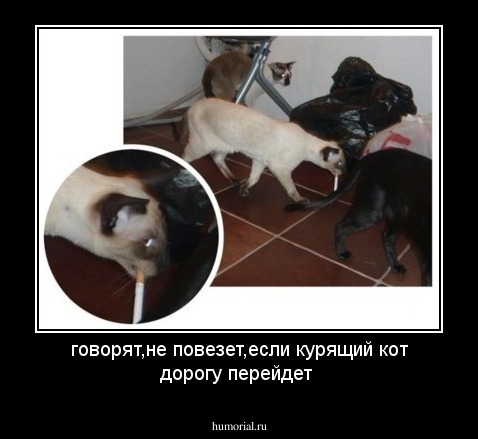 говорят,не повезет,если курящий кот дорогу перейдет