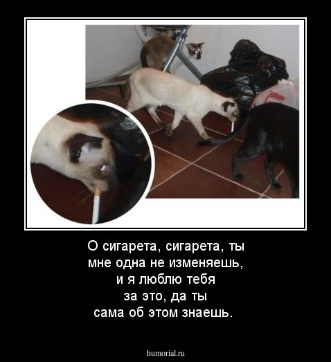О сигарета, сигарета, ты мне одна не изменяешь, и я люблю тебя за это, да ты сама об этом знаешь.