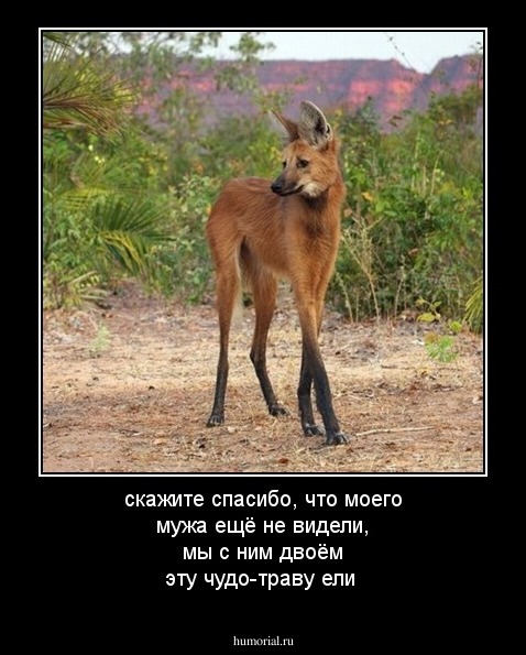 скажите спасибо, что моего мужа ещё не видели, мы с ним двоём эту чудо-траву ели