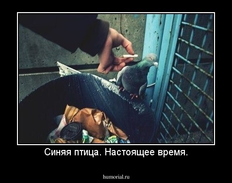 Синяя птица. Настоящее время.