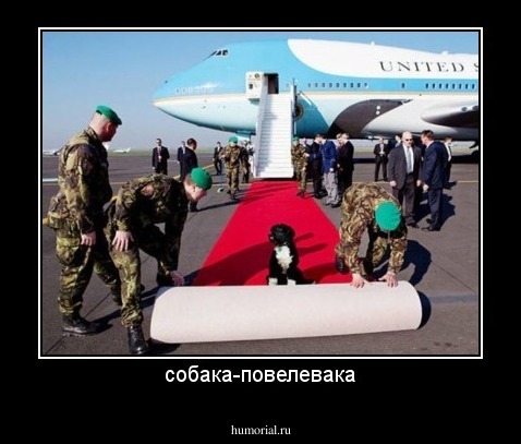 собака-повелевака