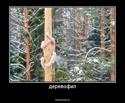 деревофил