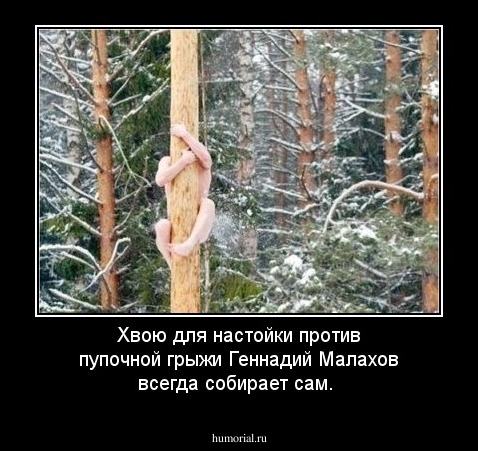 Хвою для настойки против пупочной грыжи Геннадий Малахов всегда собирает сам. 