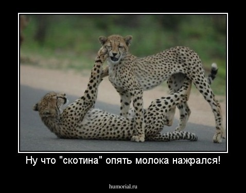 Ну что "скотина" опять молока нажрался!
