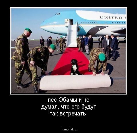  пес Обамы и не думал, что его будут так встречать