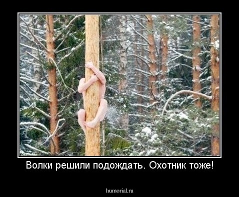 Волки решили подождать. Охотник тоже!