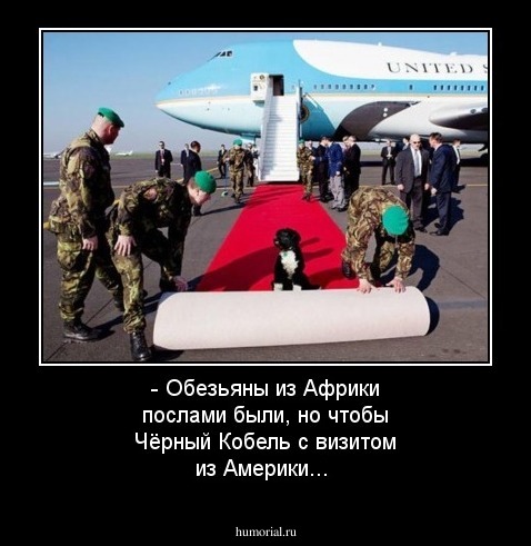 - Обезьяны из Африки послами были, но чтобы Чёрный Кобель с визитом из Америки...