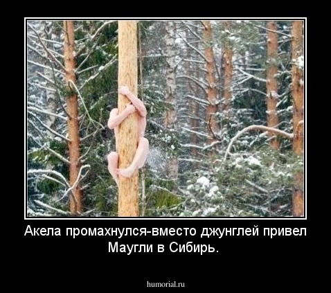 Акела промахнулся-вместо джунглей привел Маугли в Сибирь.