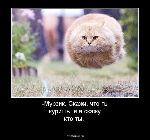 -Мурзик. Скажи, что ты куришь, и я скажу кто ты.