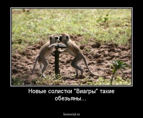 Новые солистки "Виагры" такие обезьяны...