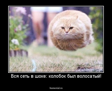 Вся сеть в шоке: колобок был волосатый!