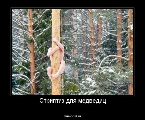 Стриптиз для медведиц