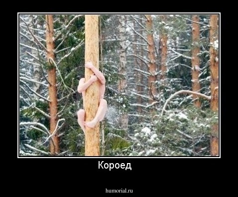 Короед   