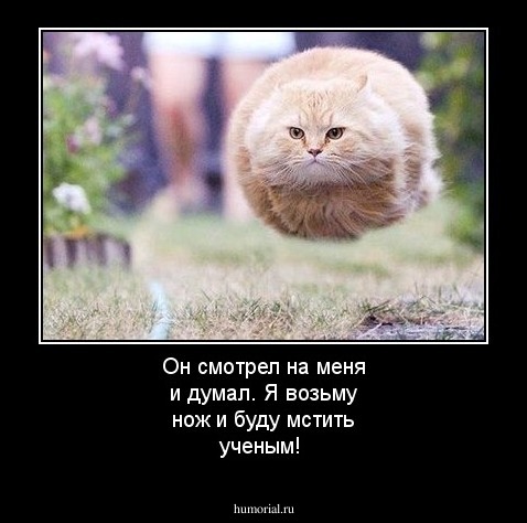 Он смотрел на меня и думал. Я возьму нож и буду мстить ученым!