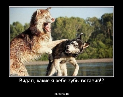 Видал, какие я себе зубы вставил!?