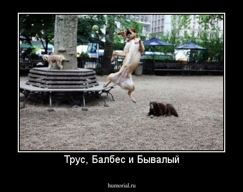 Трус, Балбес и Бывалый