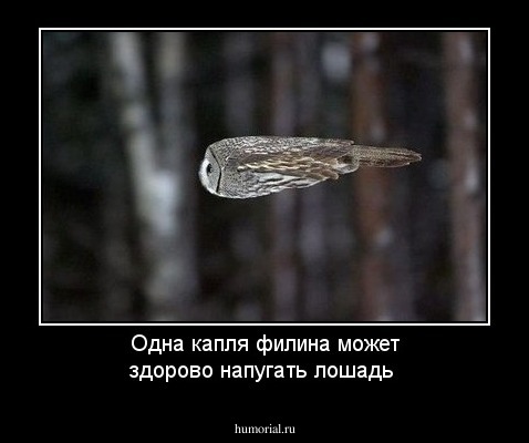 Одна капля филина может здорово напугать лошадь