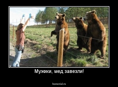 Мужики, мед завезли!