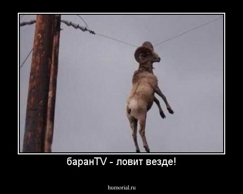 баранTV - ловит везде!