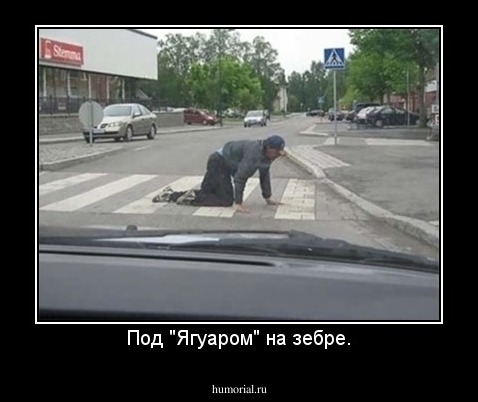 Под "Ягуаром" на зебре.
