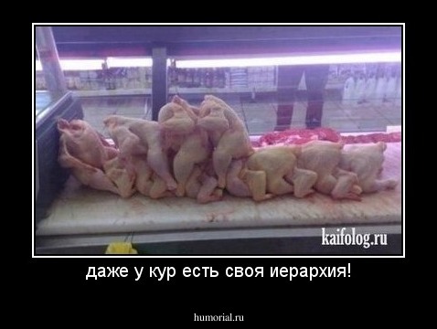 даже у кур есть своя иерархия!