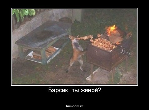 Барсик, ты живой?