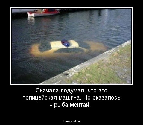 Сначала подумал, что это полицейская машина. Но оказалось - рыба мeнтай.