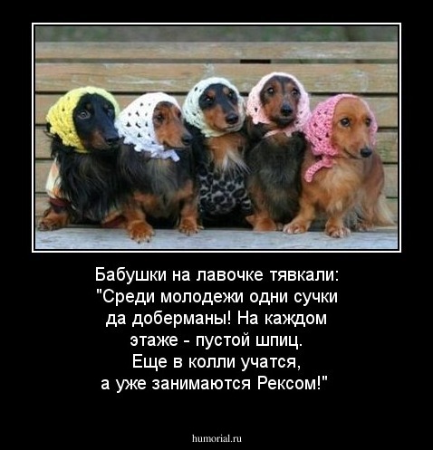 Бабушки на лавочке тявкали: "Среди молодежи одни сучки да доберманы! На каждом этаже - пустой шпиц.  Еще в колли учатся, а уже занимаются Рексом!"