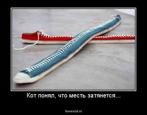 Кот понял, что месть затянется...