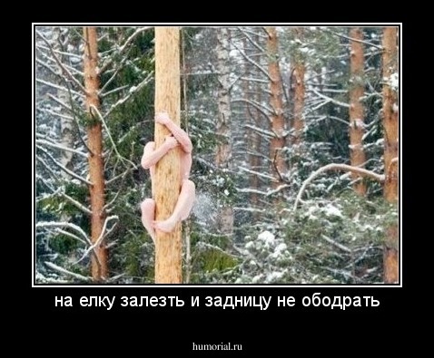 на елку залезть и задницу не ободрать