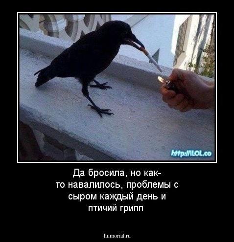 Да бросила, но как- то навалилось, проблемы с сыром каждый день и птичий грипп