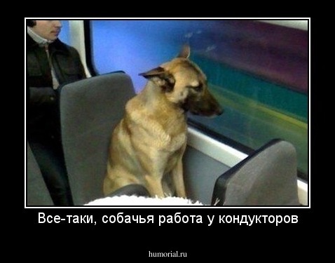 Все-таки, собачья работа у кондукторов