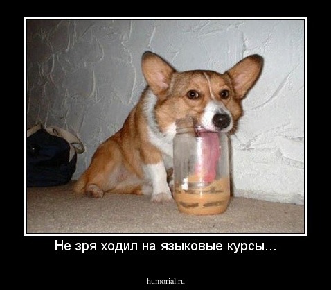 Не зря ходил на языковые курсы...