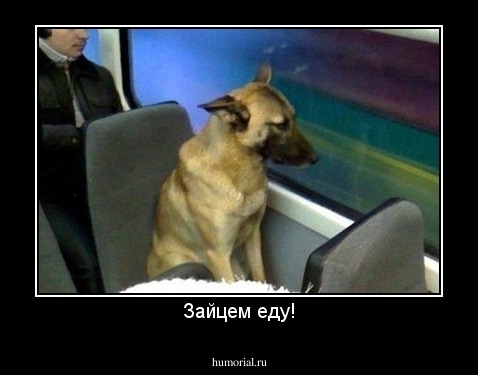 Зайцем еду!