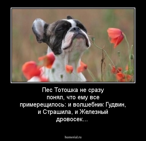 Пес Тотошка не сразу понял, что ему все примерещилось: и волшебник Гудвин, и Страшила, и Железный дровосек...