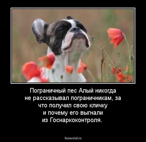 Пограничный пес Алый никогда не рассказывал пограничникам, за что получил свою кличку и почему его выгнали из Госнаркоконтроля. 