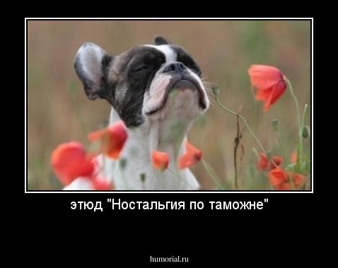 этюд "Ностальгия по таможне"
