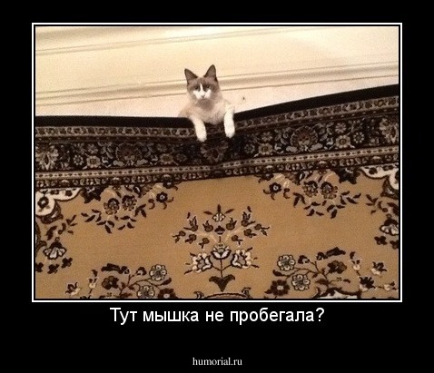Тут мышка не пробегала?