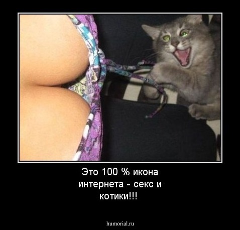 Это 100 % икона интернета - секс и котики!!!