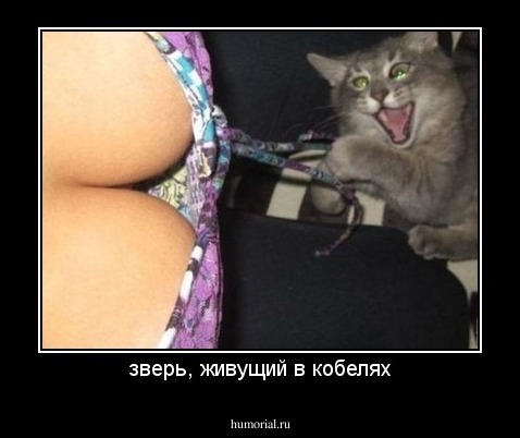 зверь, живущий в кобелях
