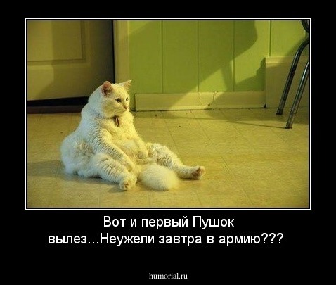 Вот и первый Пушок вылез...Неужели завтра в армию???