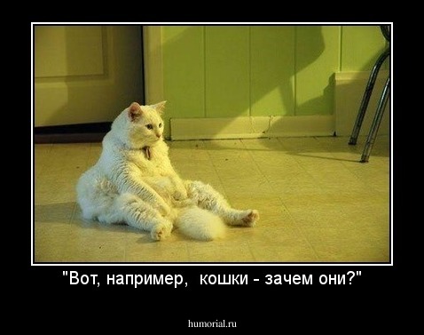 "Вот, например,  кошки - зачем они?"