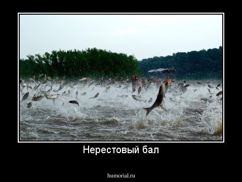 Нерестовый бал