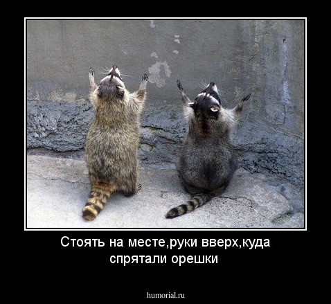 Стоять на месте,руки вверх,куда спрятали орешки