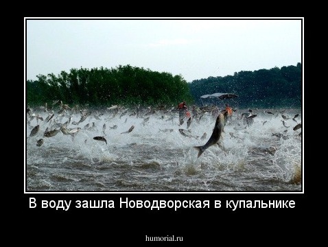 В воду зашла Новодворская в купальнике 