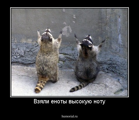 Взяли еноты высокую ноту