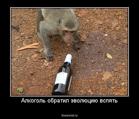 Алкоголь обратил эволюцию вспять