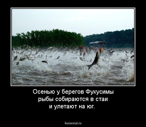 Осенью у берегов Фукусимы рыбы собираются в стаи и улетают на юг.